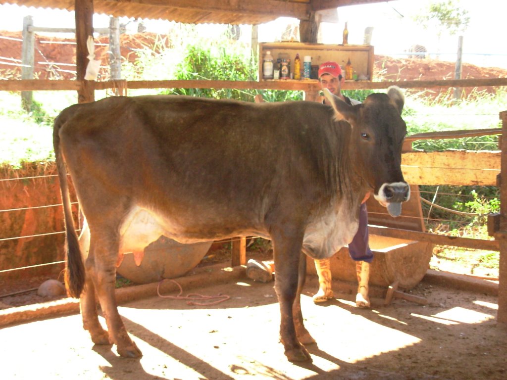 Vaca Saborosa imitando Eistein by José Nery Galvão