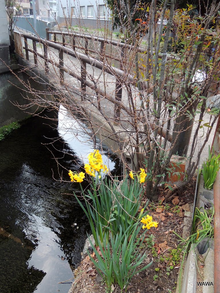 Narcissus, Kyoto / スイセン（京都） by mandegan