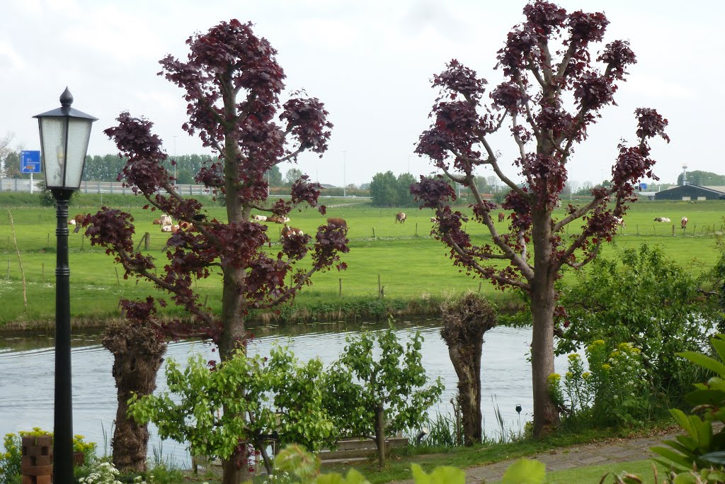 Tuinje met twee bomen aan de Linge by emrijnders