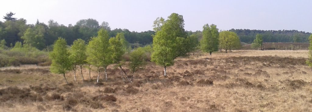 Gasterse Duinen by Paul van der Maesen de Sombreff