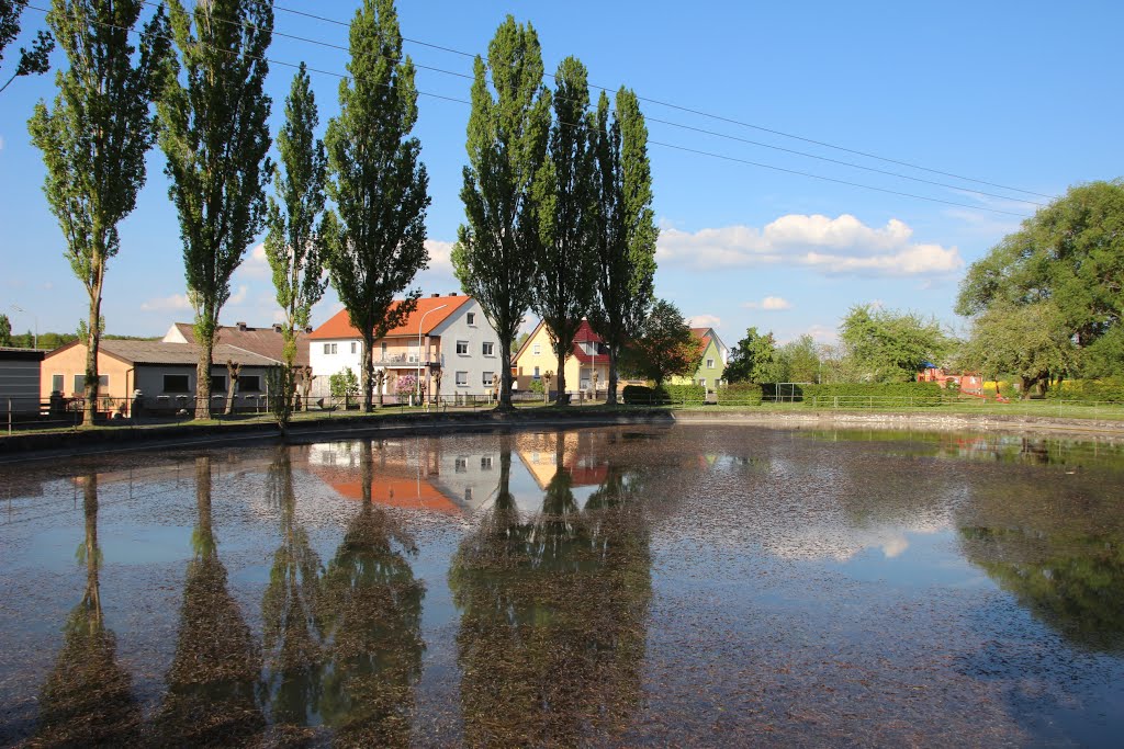 Donnersdorf-Kleinrheinfeld Pappeln am Krötenteich by Contessa