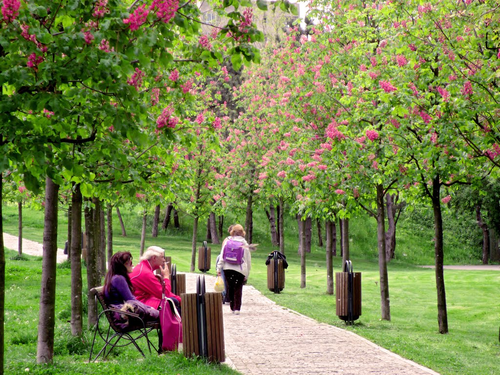 Alexandru Ioan Cuza Park, Bucharest by Transit_PO