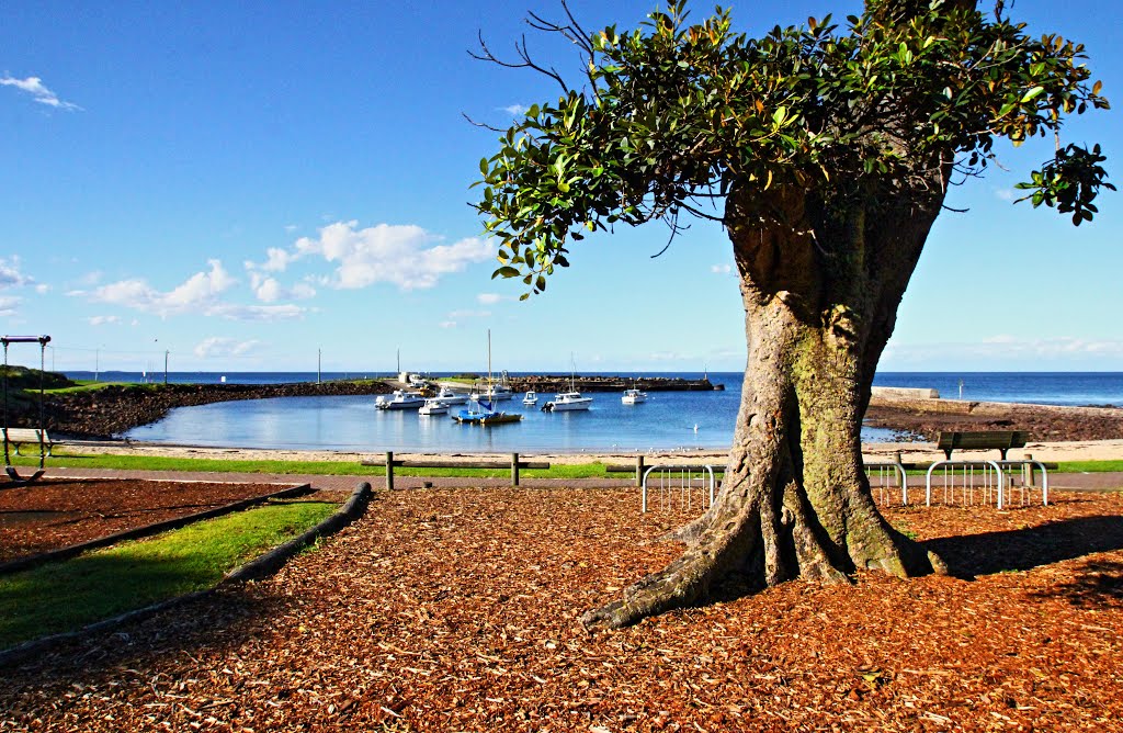 The Harbour Fig Tree by Roger Powell