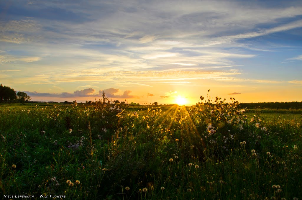 Wild Flowers by Niels Espenhain