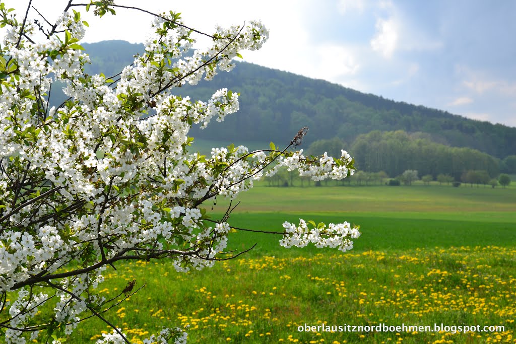 Apfelblüten in Herrenwalde by Robert Knothe