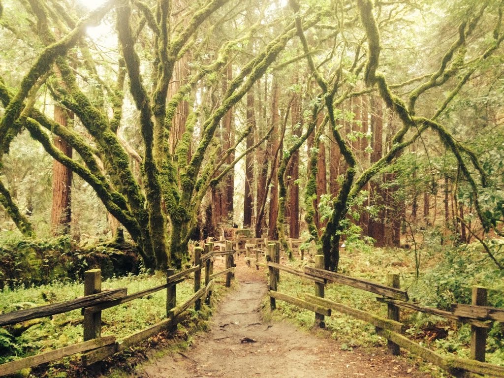 Jones Gulch near La Honda, California by Ranger Mosby