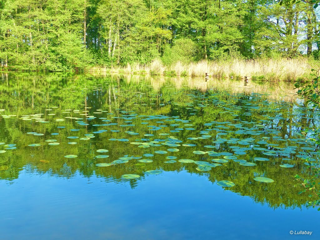 Unberührte Natur am Lohmühlenteich bei Hohenlockstedt... by Lullabay 61