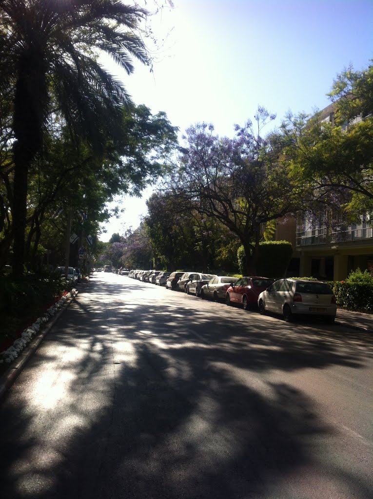 The shadows of trees - Tel Aviv by Miriam Tarr