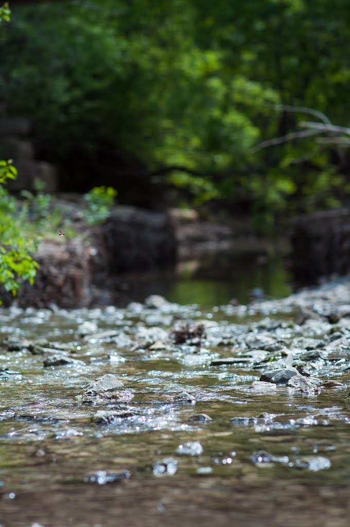 Arbor Hills Nature Preserve by Lim Hyuncheol