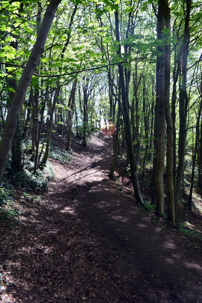 2014-05-02 Circular Walk though woods of English Bluebells (2) by Mummervideo