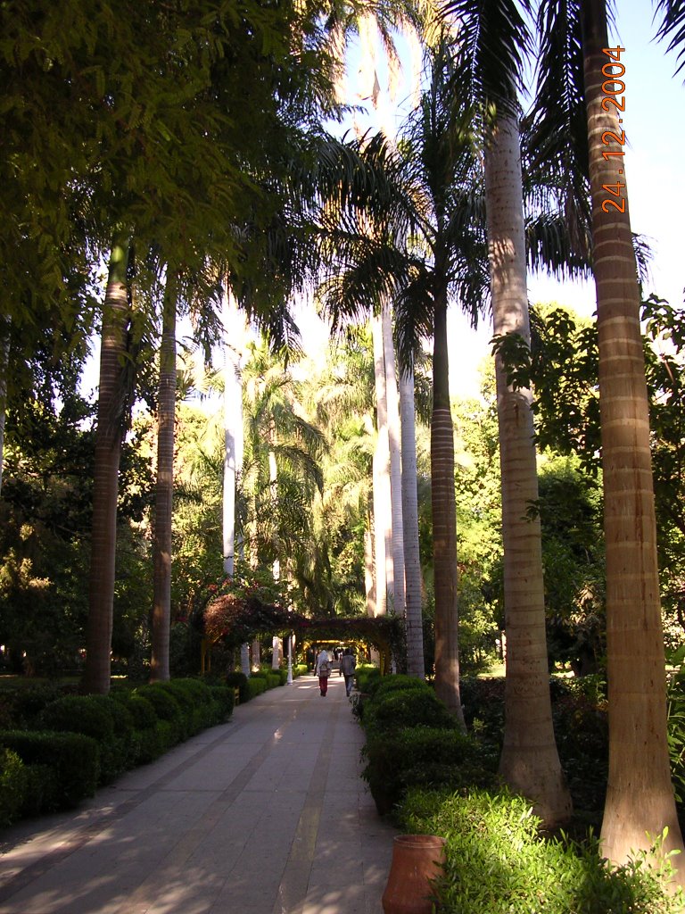 Avenue of Palms Kitchener's Island, Aswan by guide paul