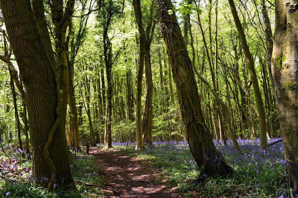 2014-05-02 Circular Walk though woods of English Bluebells (48) by Mummervideo