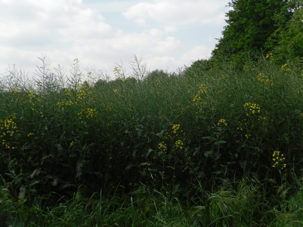 Wildblumenwiesen in Dellbrück by ©Elisabeth van Langen