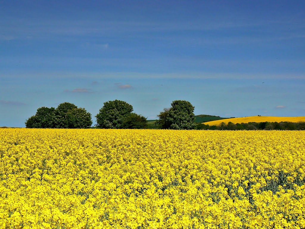 Oilseed rape and trees, south of Upper Wanborough, Swindon by Brian B16