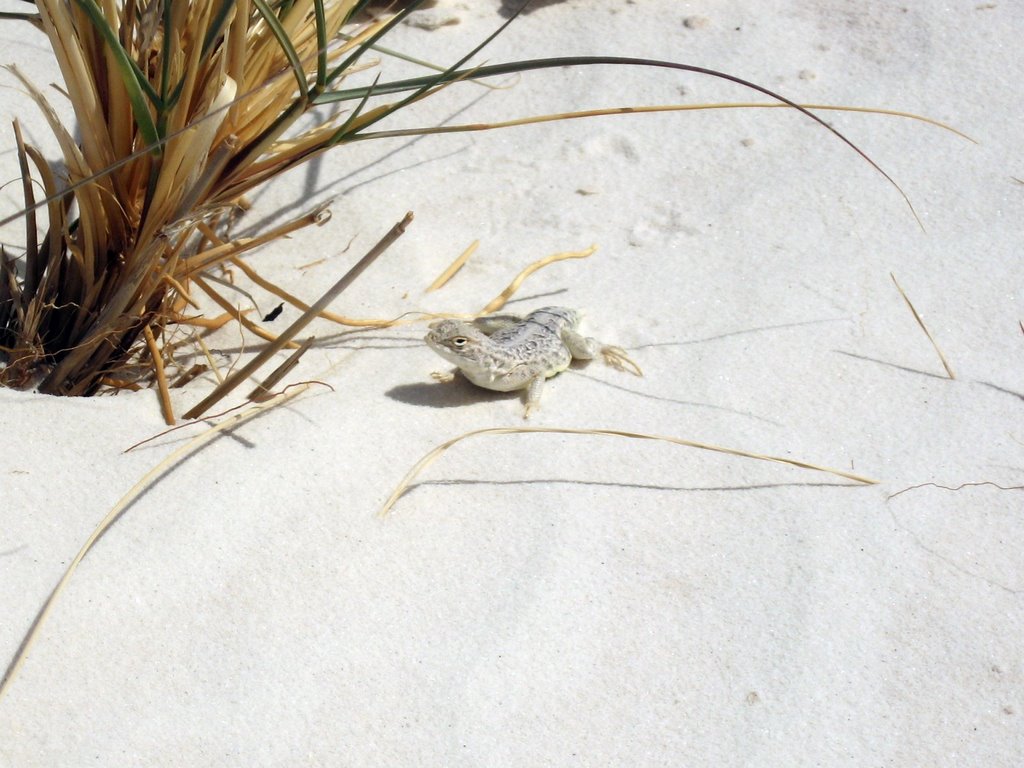 Bleached earless lizard by msd.jp