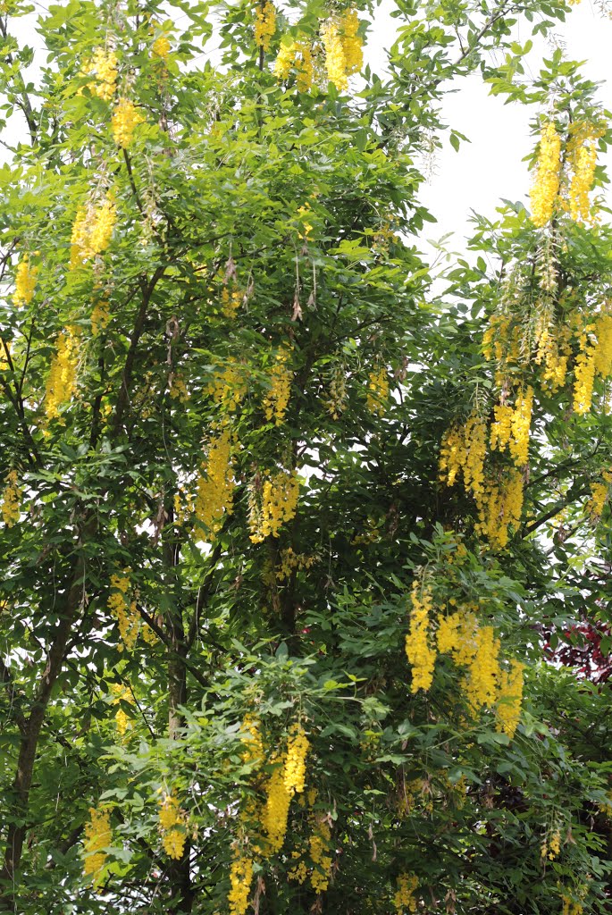 Goldregen (Laburnum) by Harald Dorwarth