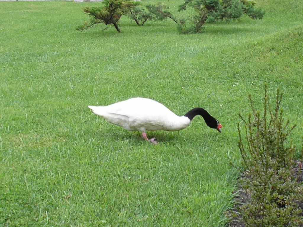 Cisne en Parque Jopenes by markos_patricio