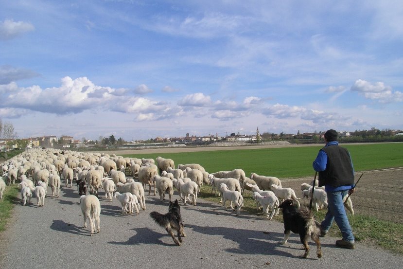 Gregge sull'argine a Casale Monferrato by marziaVerona