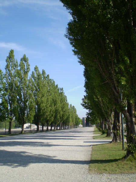 Il viale di K.L. Dachau by Fabio Santaniello