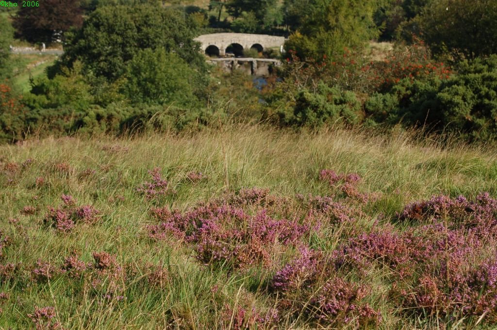 Dartmoor: Heath at Postbridge by khopan