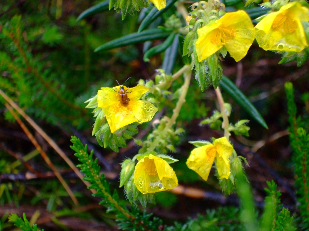 Flora de la sierra de Bernia by carlosnow