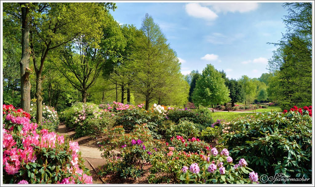 Blütezeit, Frühling im Rhododendron-Park by Reiner Spangemacher