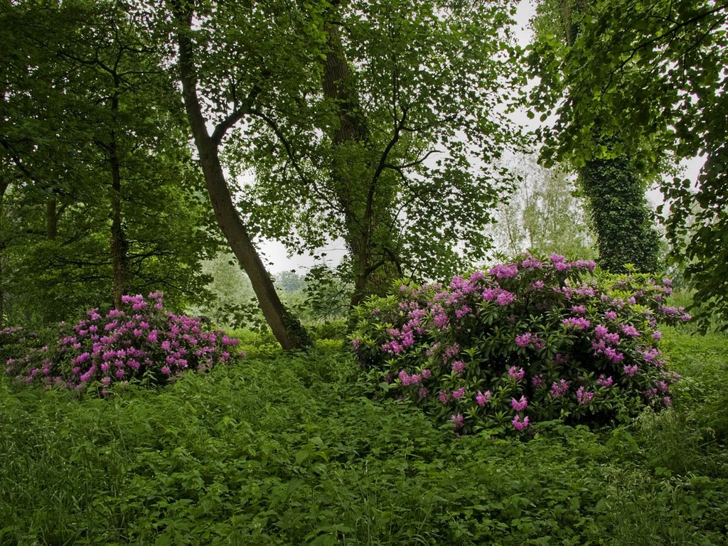 Rhododendron ponticum, omgeving kasteel Eyckenlust, Beek en Donk by Wim Janssen