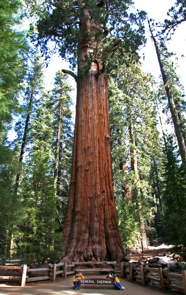 General Sherman Tree by carlsbad_mom