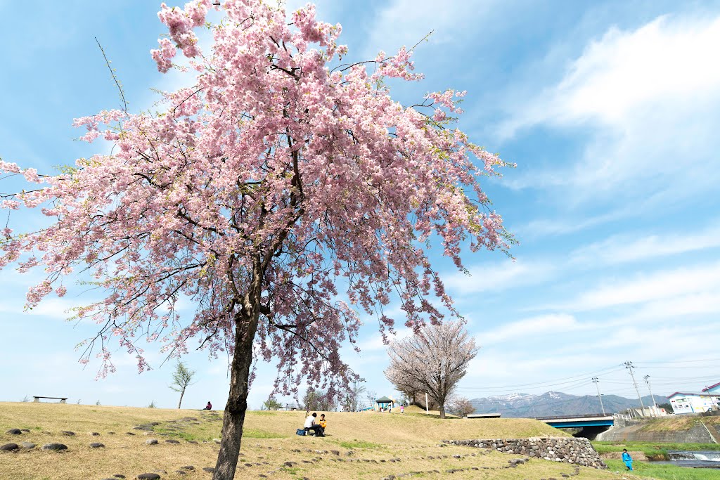 Sakura square, Mogami central park（かむてん公園さくら広場） by junichiro6502