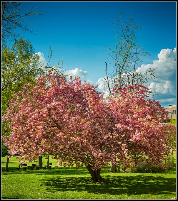 Cerisier à fleurs des Tournettes (V) by wx