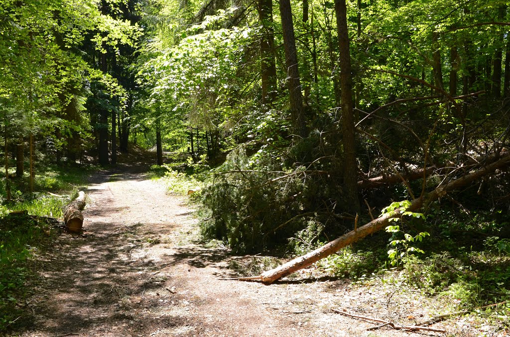 Windbruch im Wald am Radsbeg, Ebenthal in Kärnten by janek.s