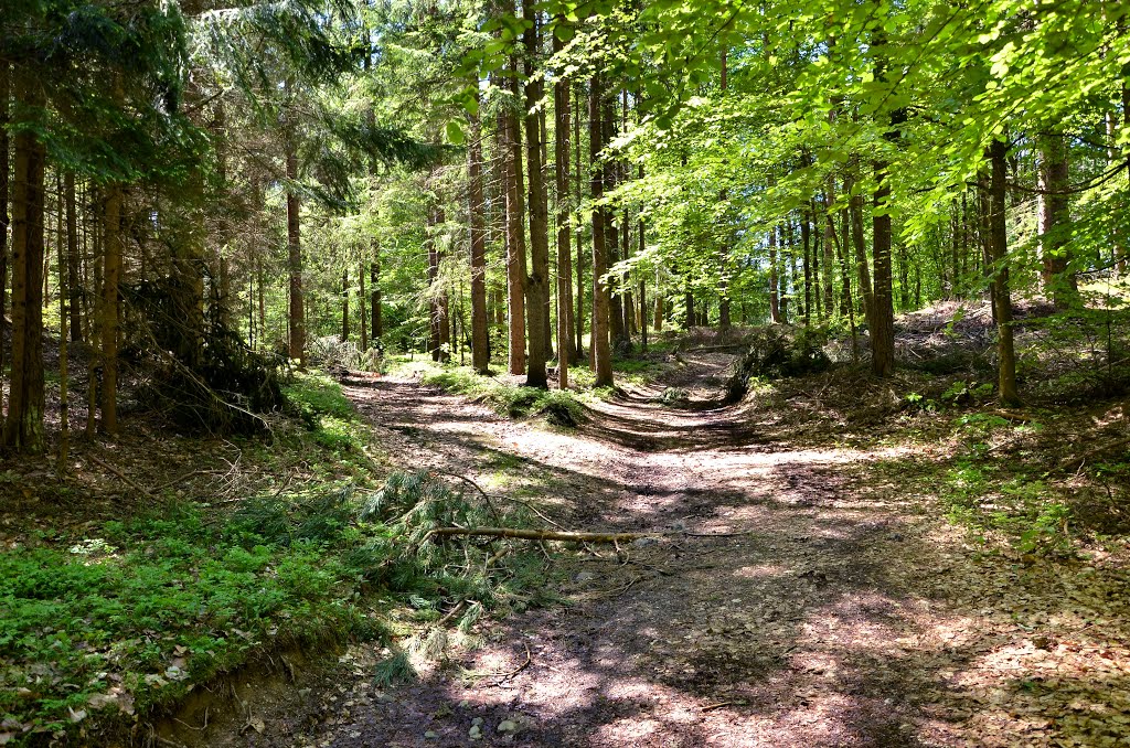 Windbruch im Wald am Radsbeg, Ebenthal in Kärnten by janek.s