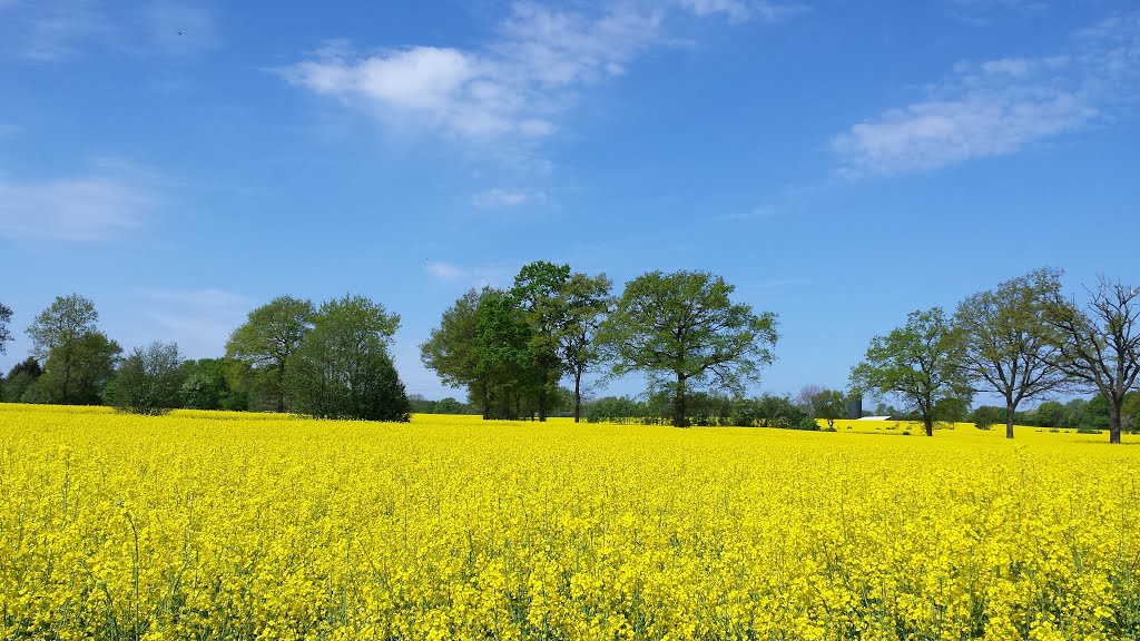 Tremsbüttel in yellow by Thorsten Grieswald