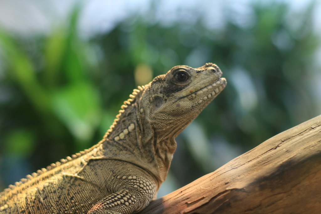 LIZARD, SHEDD ACUARIUM by Carlos Gustavo Flore…