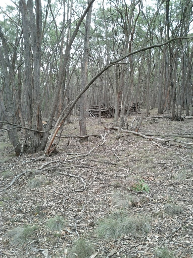 Bush structure in Union Jack Reserve by Warwick A Sellens