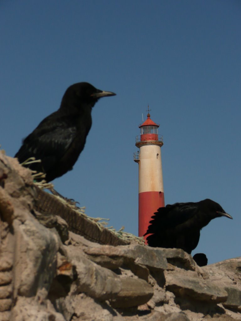 Lighthouse & birds, Dias Point by Rob Ceccarelli