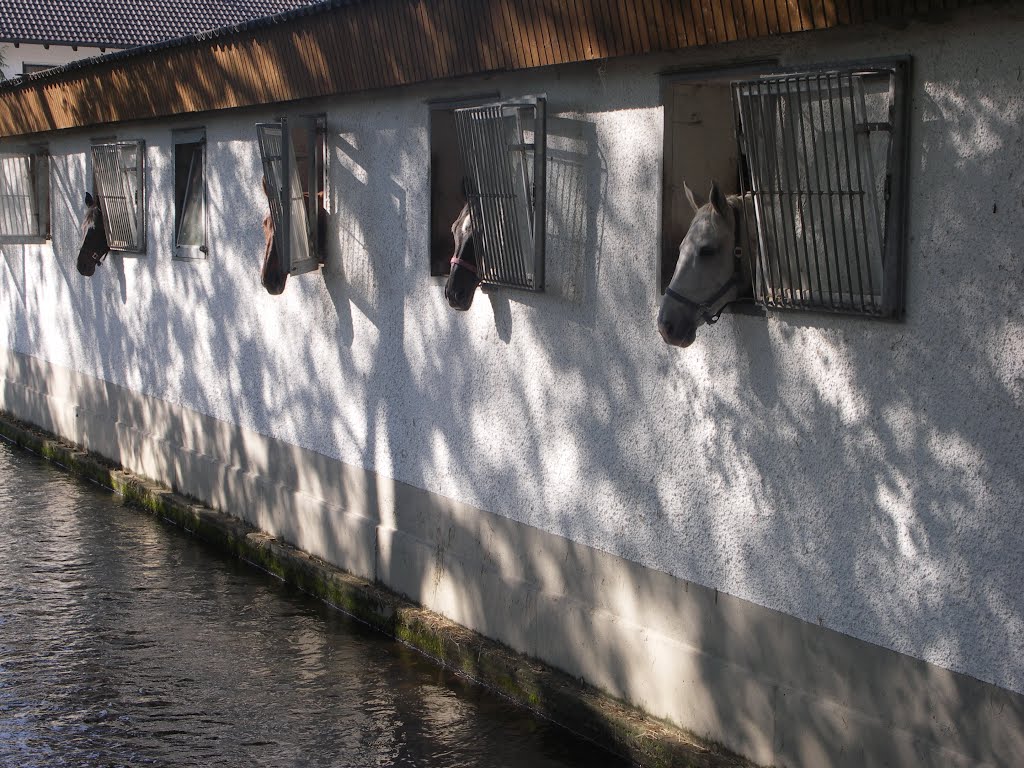 An der Schutter beim Pferdegestüt Spitzlmühle by scherm_j