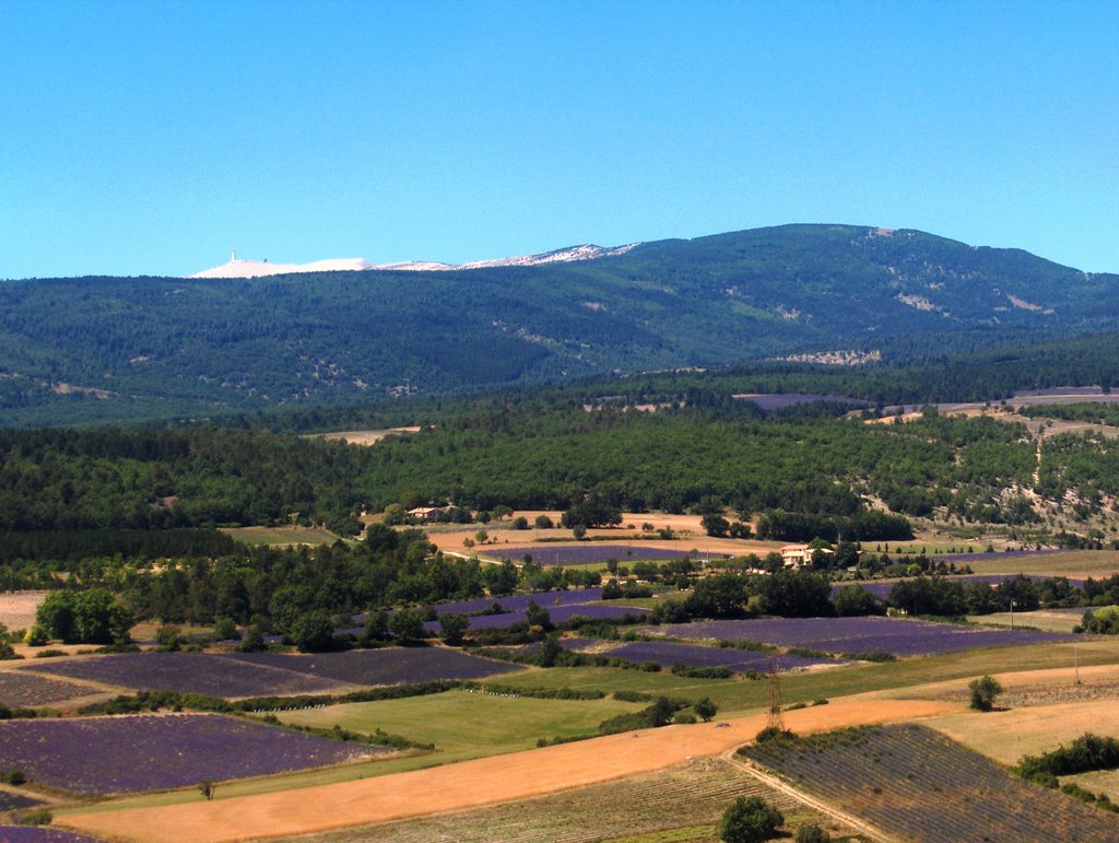 Champs de Lavandes Pays de Sault by Steph et Fred