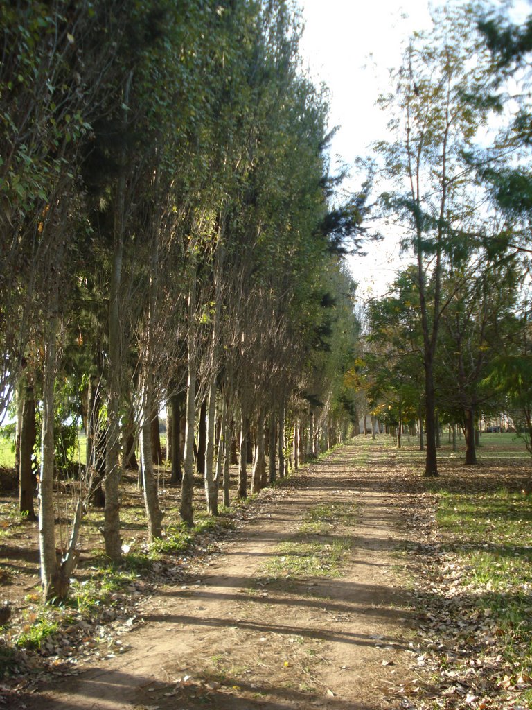 Camino de álamos al aterdecer - Camping privado Oasis by PabloSaFe