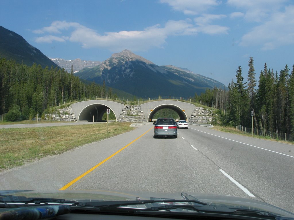 Wildlife overpass by cameronvest