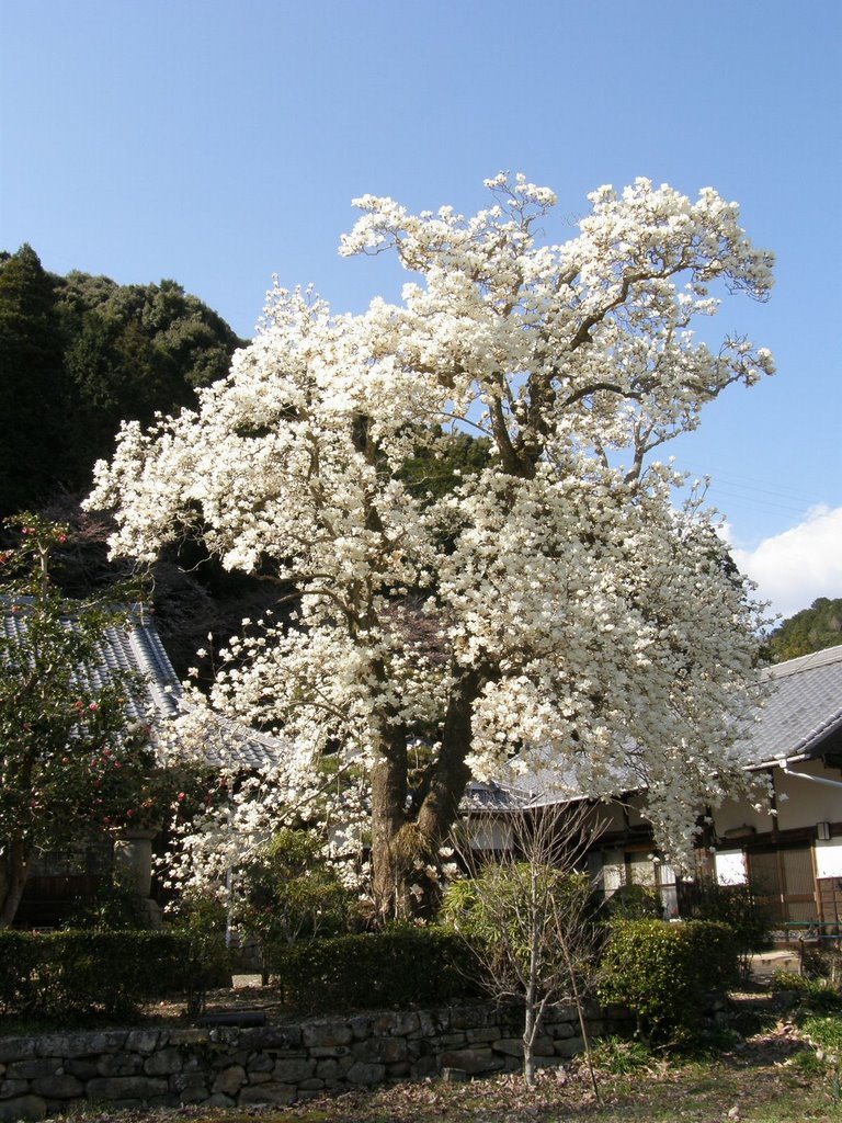 大徳寺ハクモクレン古木（新城市） by oota