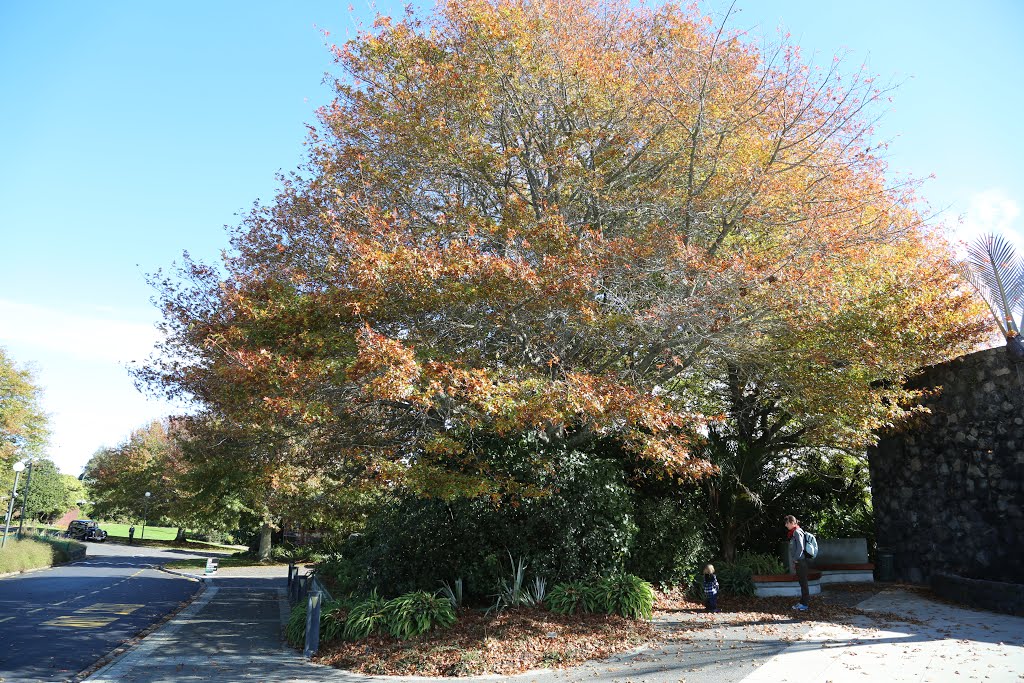 Auckland in autumn by horst.droege