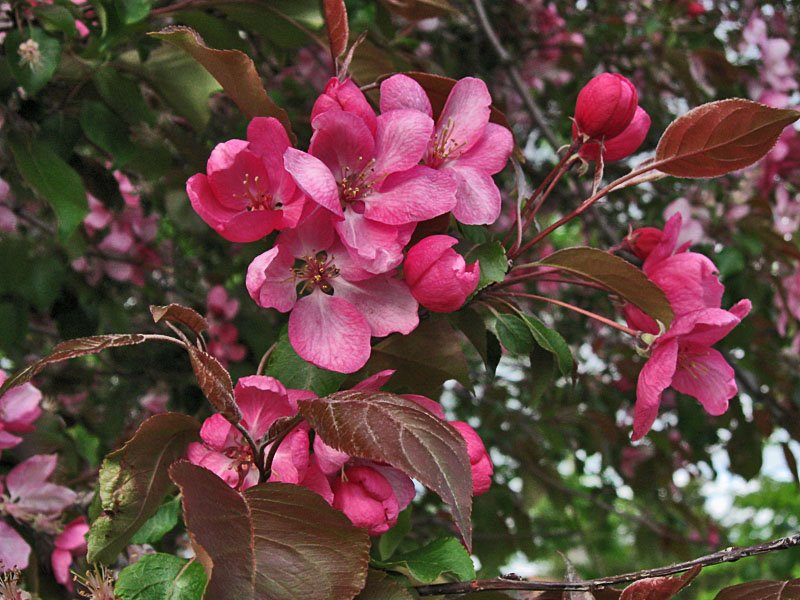 Arbre en fleurs by Mario Hains