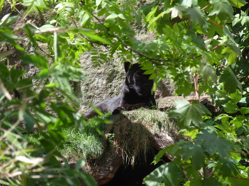 Edinburgh Zoo by laz1973