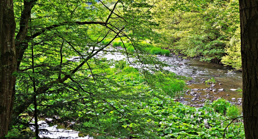 ASCHACHTAL - Natur + Landschaftsschutzgebiet - Aschachfluss by MONTE LEONE