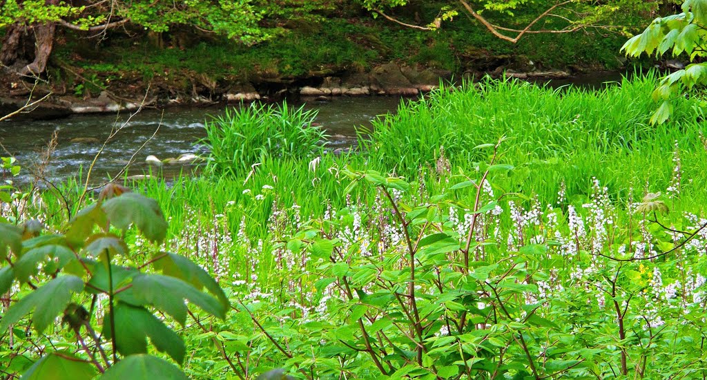 ASCHACHTAL - Natur + Landschaftsschutzgebiet - Fluss Aschach - 2 by MONTE LEONE