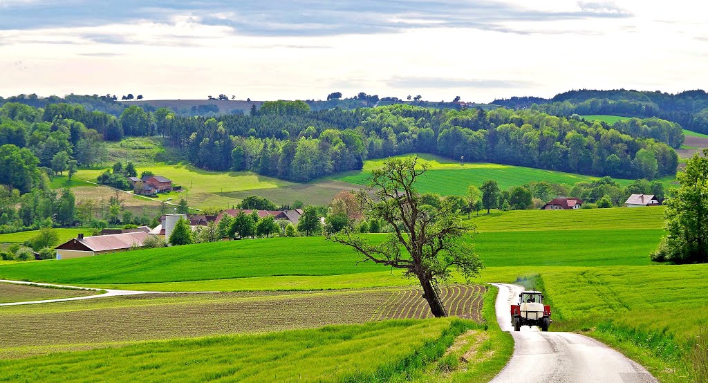 Wackersbach - Limbach - Frühjahr im Eferdinger Becken by MONTE LEONE