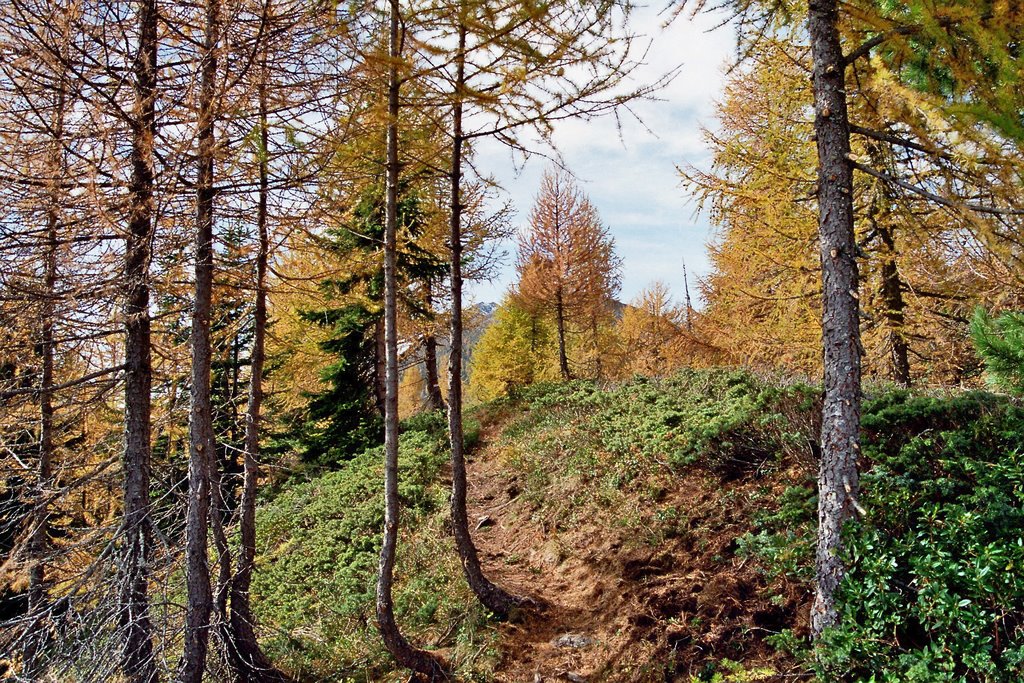 Herbstlicher Wald by d.eisentraut