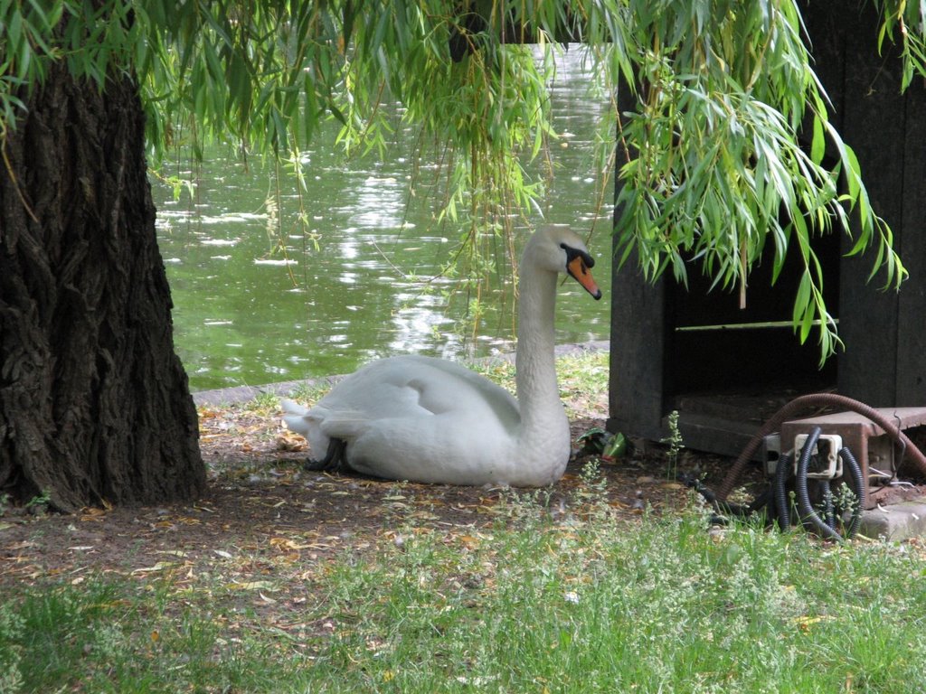 Novi Sad, Dunavski Park, labud by Dejan Kovačević