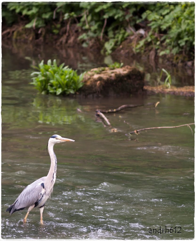 Héron cendré dans l'Orne by André_H.